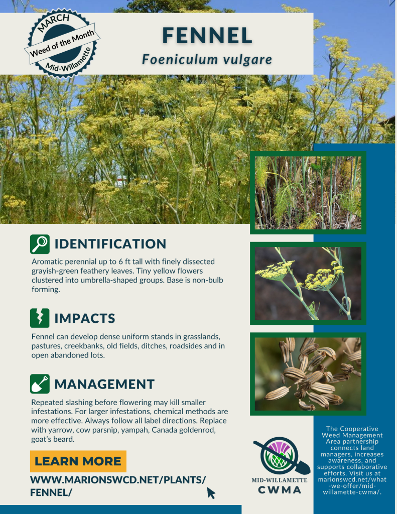an 8.5x11 flyer for March 2024's weed of the month: Fennel.  An herbaceous plant with distinctly carrot-family yellow flower umbels. 