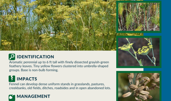 a square graphic with information about Fennel, March 2024's Weed of the Month.