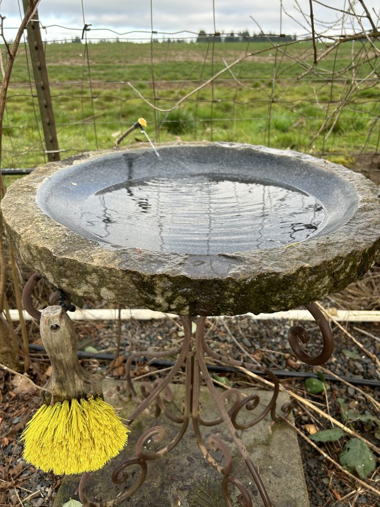 Bird Bath With Cleaning Brush