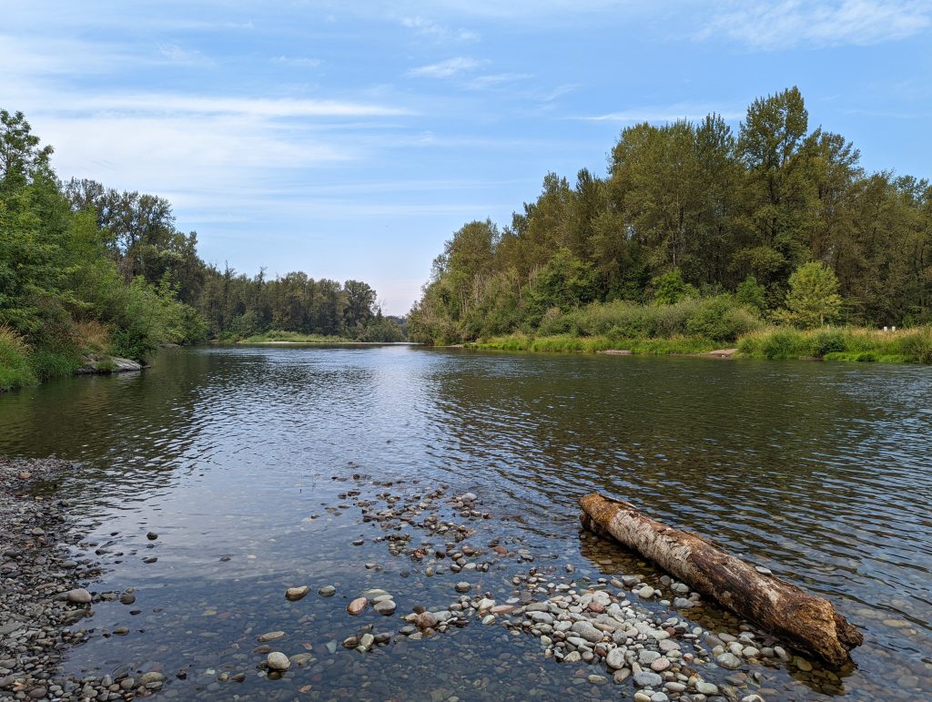 looking downstream on the North Santiam River with trees along both banks. Cobbles and large woody debris in the shallows.