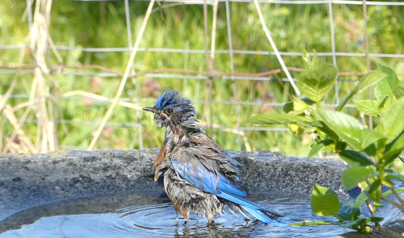 a western bluebird taking a bath