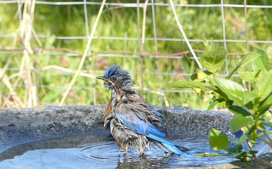 a western bluebird taking a bath