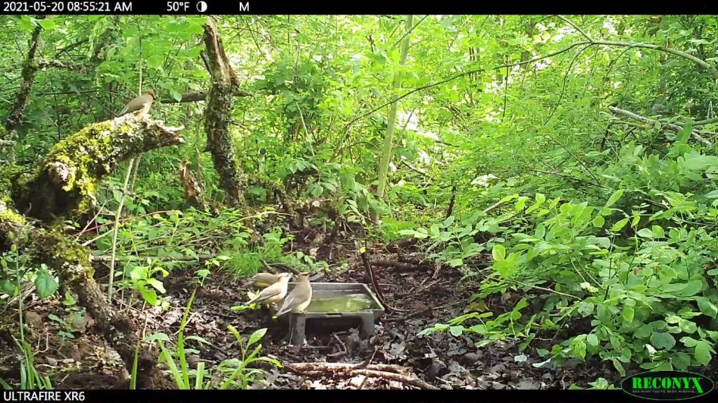 cedar waxwings drinking water