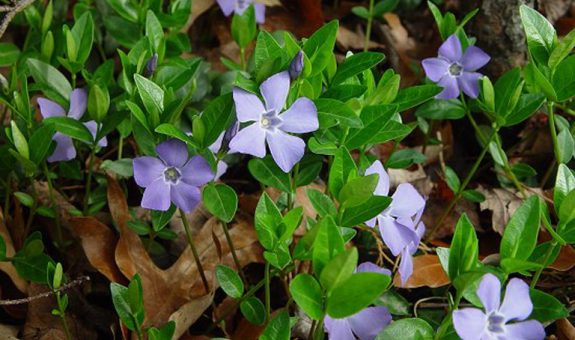 waxy green leaves and light purple flowers of vinca minor