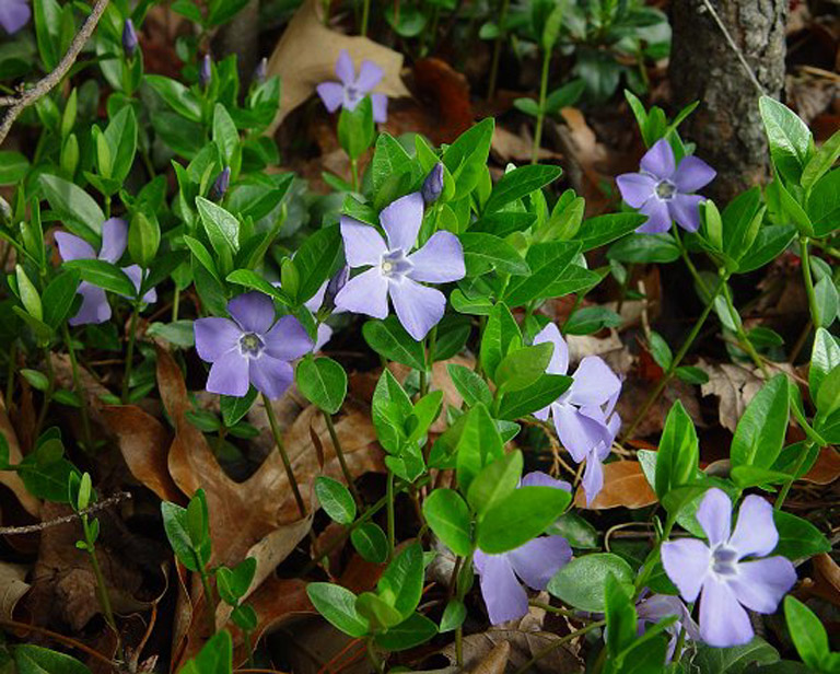 waxy green leaves and light purple flowers of vinca minor