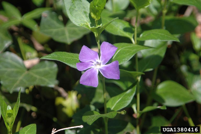 waxy green lance-shaped leaves along thing stems with five-petalled purple flower.