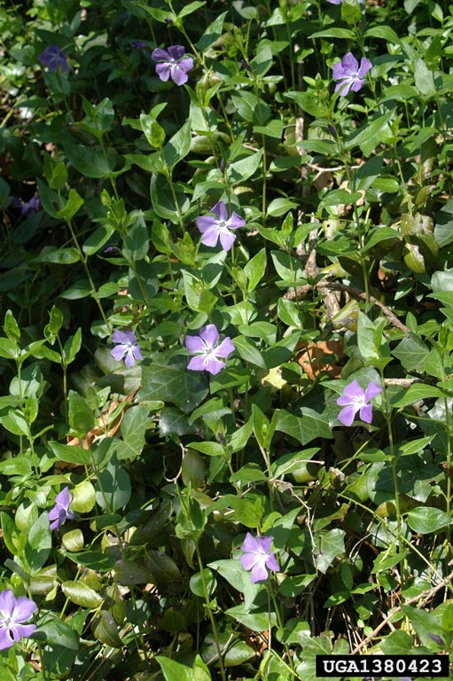 a patch of vinca major with lance shaped green waxy leaves and purple flowers