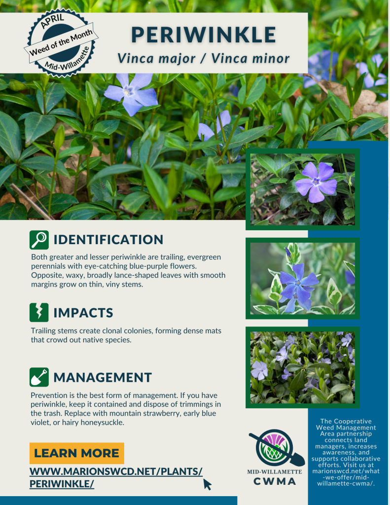 8.5x11 flyer with four images of periwinkle showing its waxy green opposite leaves and light purple flowers, plus ID tips, impacts, and control recommendations.