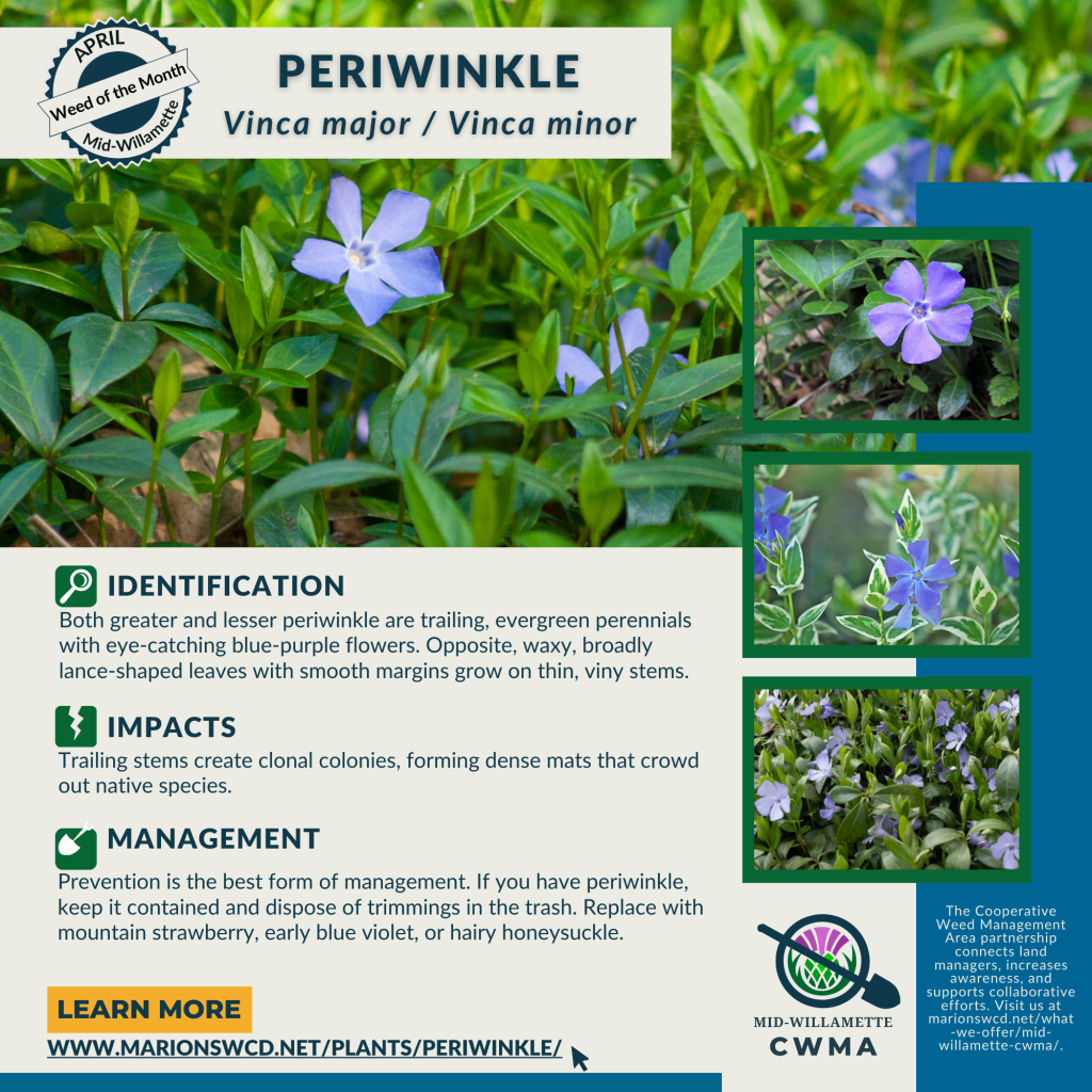 square graphic with four images of periwinkle showing its waxy green opposite leaves and light purple flowers, plus ID tips, impacts, and control recommendations.