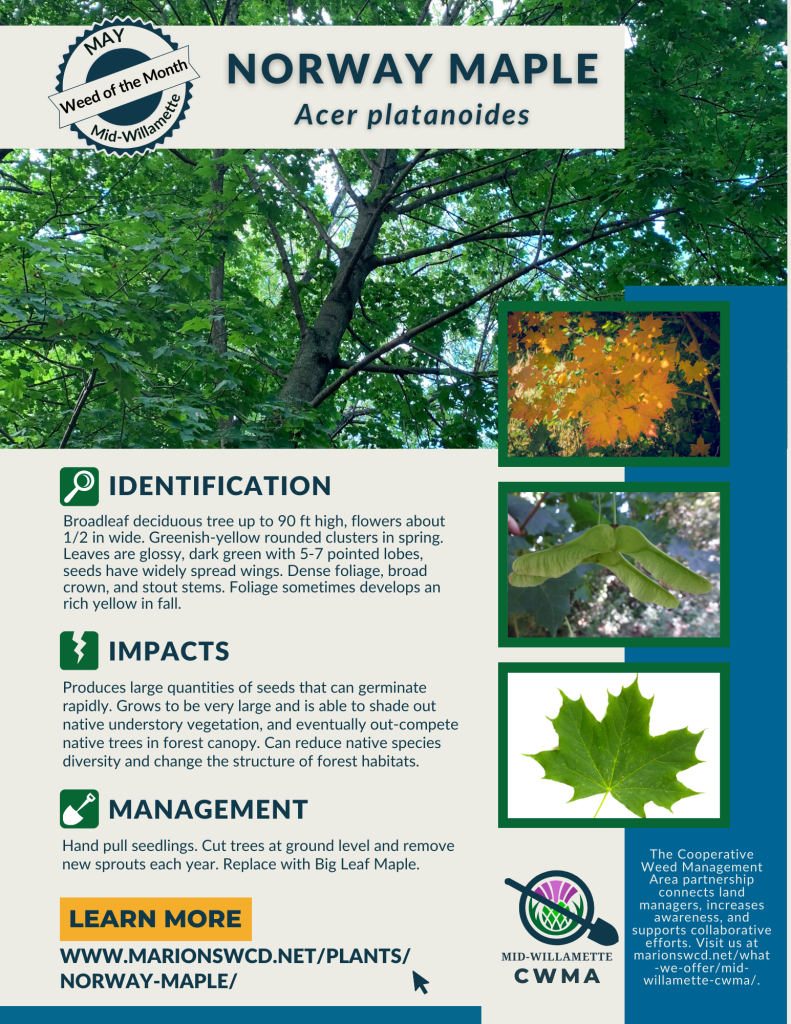 a graphic with images of Norway maple bilaterally symmetrical pointy-tipped leaves, wide-spreading samaras, bright yellow orange fall foliage, and trunk with stems and leaves branching off.