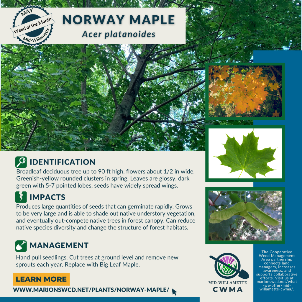 Square graphic for Norway maple with images of Norway maple bilaterally symmetrical pointy-tipped leaves, wide-spreading samaras, bright yellow orange fall foliage, and trunk with stems and leaves branching off.