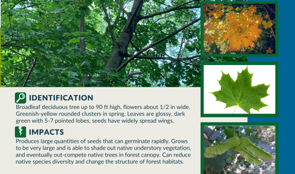 Square graphic for Norway maple with images of Norway maple bilaterally symmetrical pointy-tipped leaves, wide-spreading samaras, bright yellow orange fall foliage, and trunk with stems and leaves branching off.