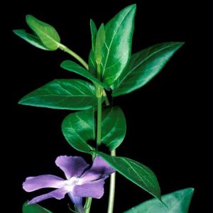 lance shaped waxy green leaves with five petaled purple, white centered flowers