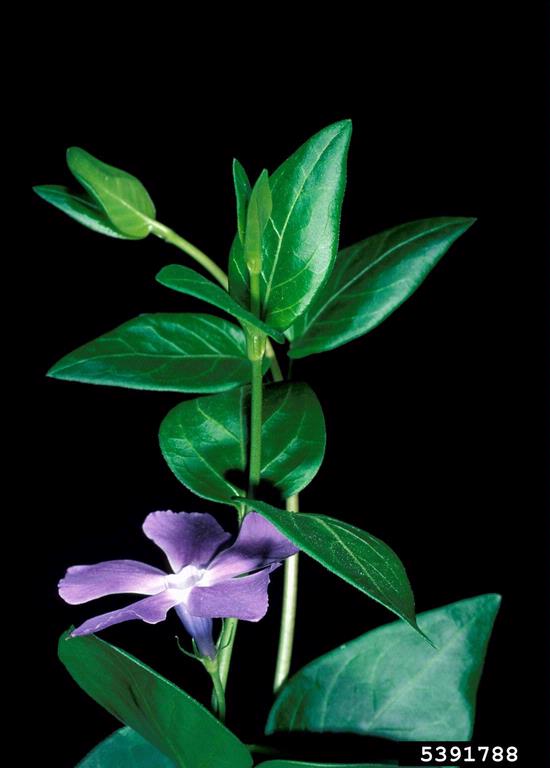 lance shaped waxy green leaves with five petaled purple, white centered flowers