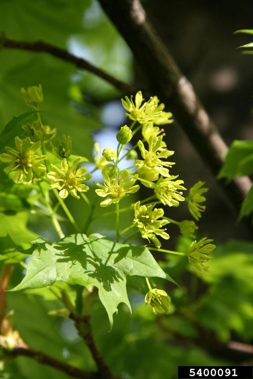 a cluster of yellow-green flowers with long stamens above a palmate leaf