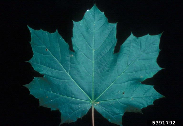Bilaterally symetrical palmate, pointy-tipped leaf characteristic of a maple.