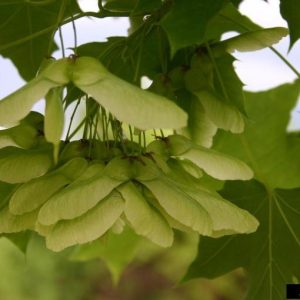 Light green cluster of winged seeds (samaras) of Norway Maple