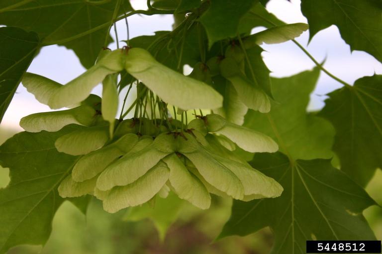 Light green cluster of winged seeds (samaras) of Norway Maple