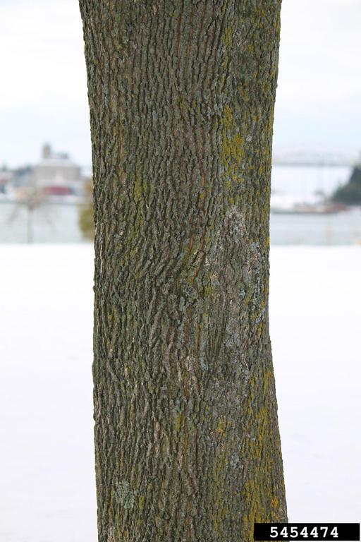 Grooved bark of Norway maple looks somewhat like corduroy and has light green crustose lichens.