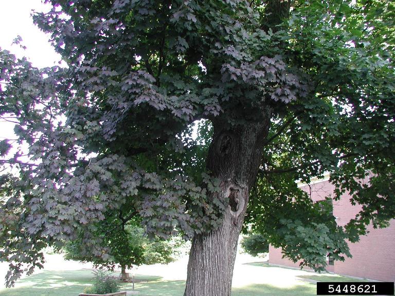 a leafed-out Norway maple with large dark green leaves and light brown, grooved bark