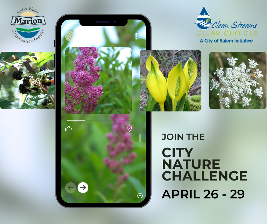 a graphic with the City of Salem logo and the Marion SWCD logo and images of plants and insects and a smartphone screen with a plant photo and the words Join the City Nature Challenge April 26-29.