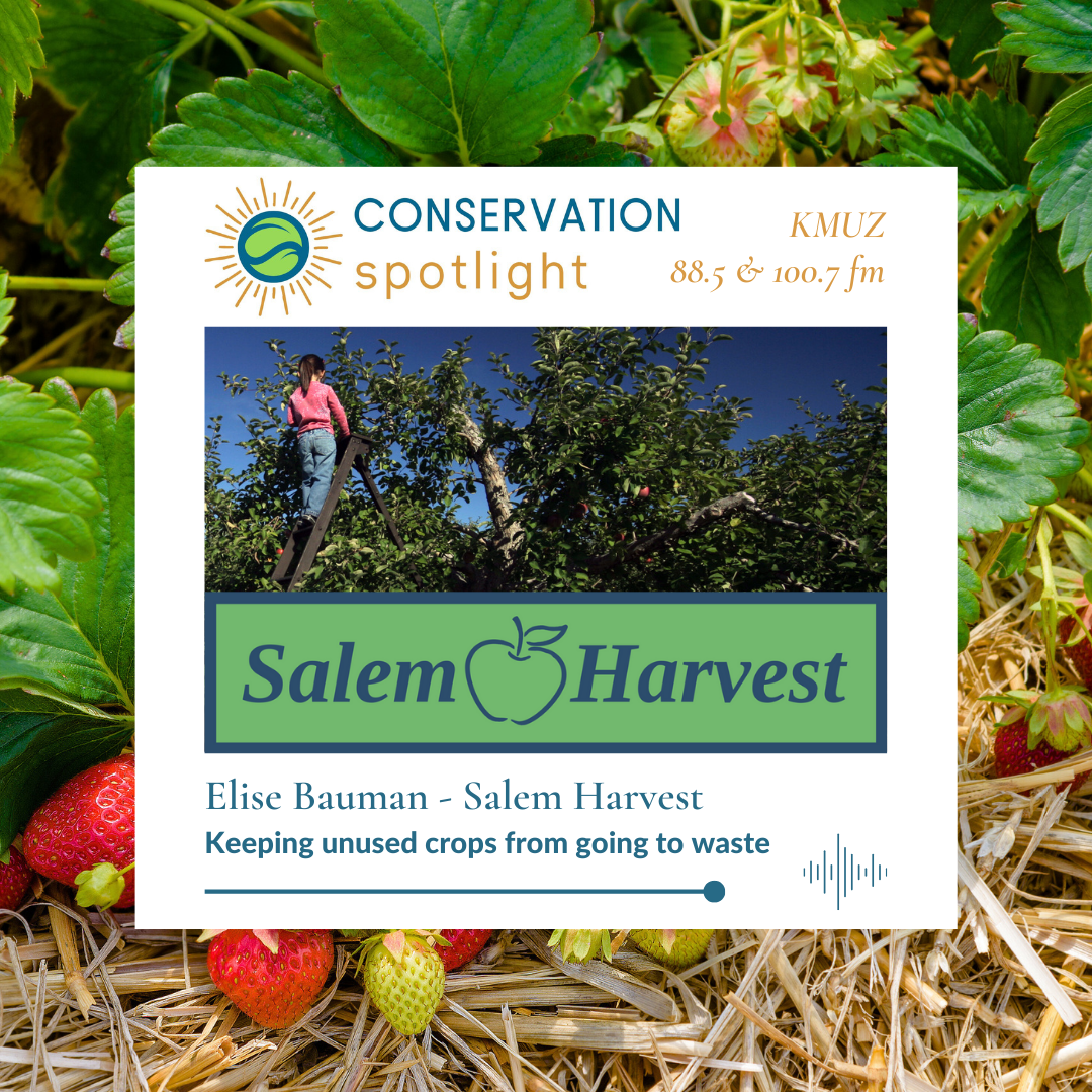 a graphic for the May 2024 Conservation Spotlight interview with Elise Bauman of Salem Harvest. A photo of a person picking apples up on a ladder and in the background a photo of strawberries.