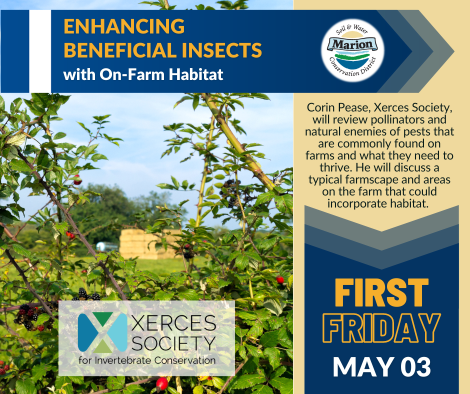a photo of a hay field with a stack of haybales in the background and a rose hedge up front. Graphic announcing the May 2024 First Friday on Enhancing Beneficial Insects with On-Farm Habitat by Corin Pease of Xerces Society.