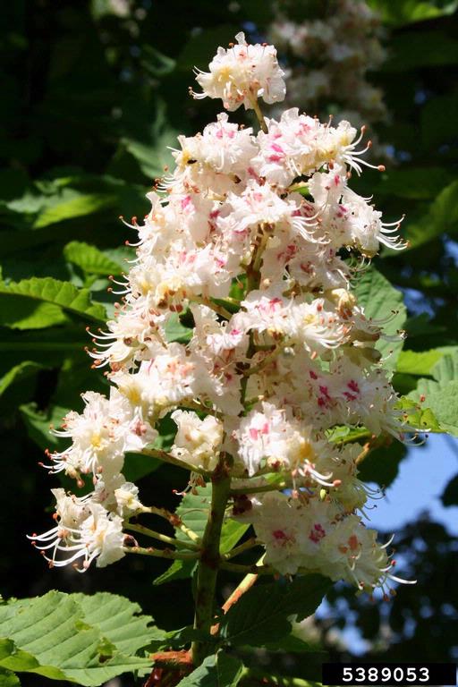 White flowers with pinkish spots growing in a terminal cluster.