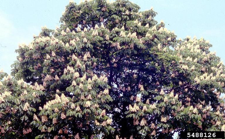 Crown of horse chestnut leafed out and in bloom with cones of terminal flower clusters adorning the whole tree.