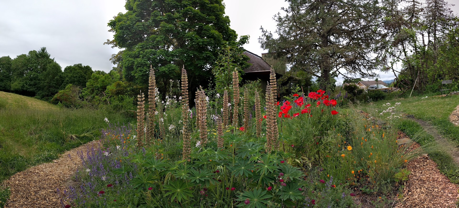 Garden bed with lupine and other native plants with wood chip paths