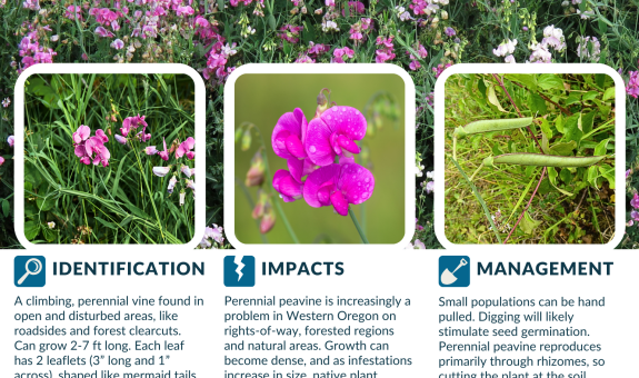pink climbing perennial peavine invasive to the willamette valley
