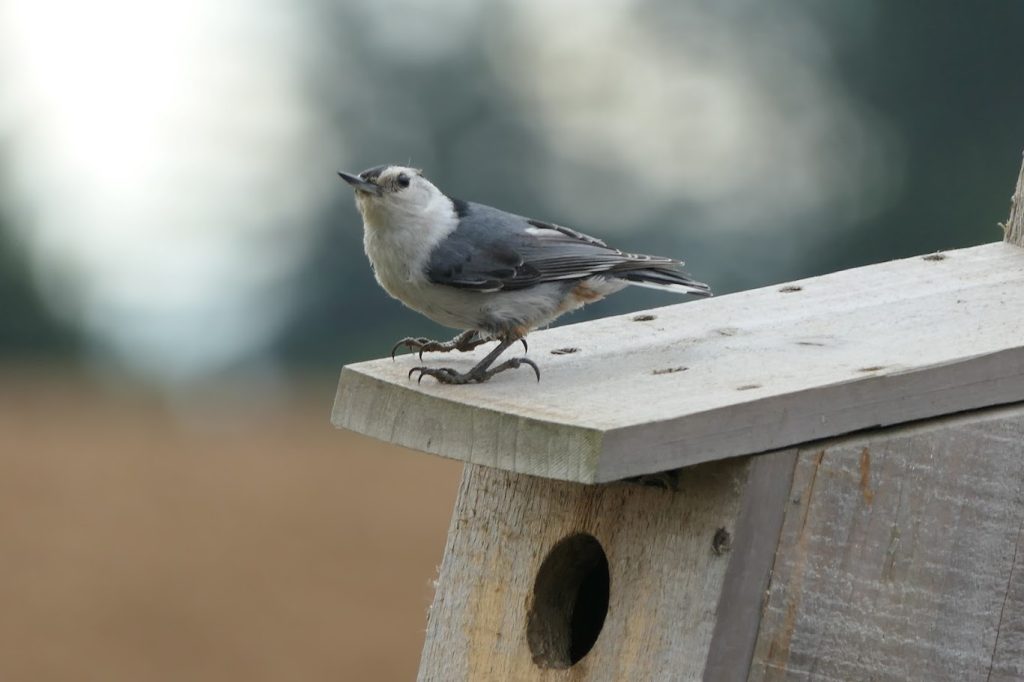 white breasted nuthatch on nesting box
