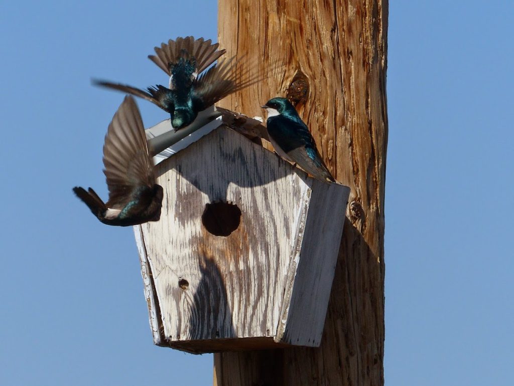three tree swallows on nesting box