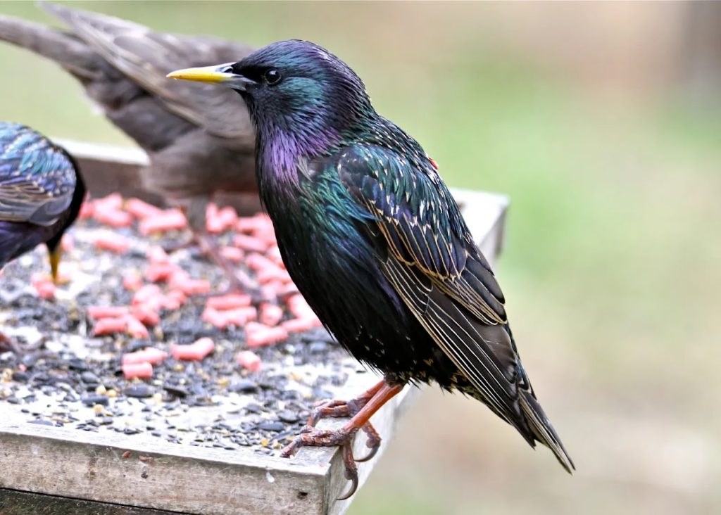 European starling