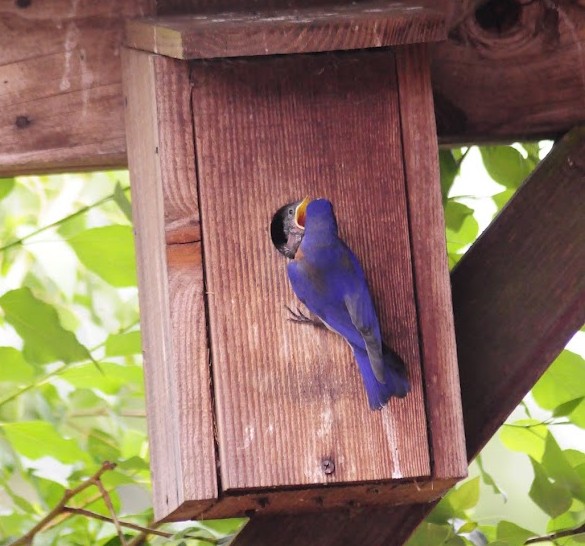 bluebird feeding chick in a nesting box