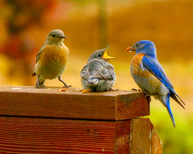 western bluebird parents feeding a worm to a baby bluebird