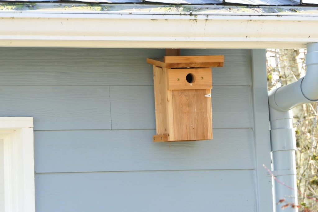 nesting box under roof eve
