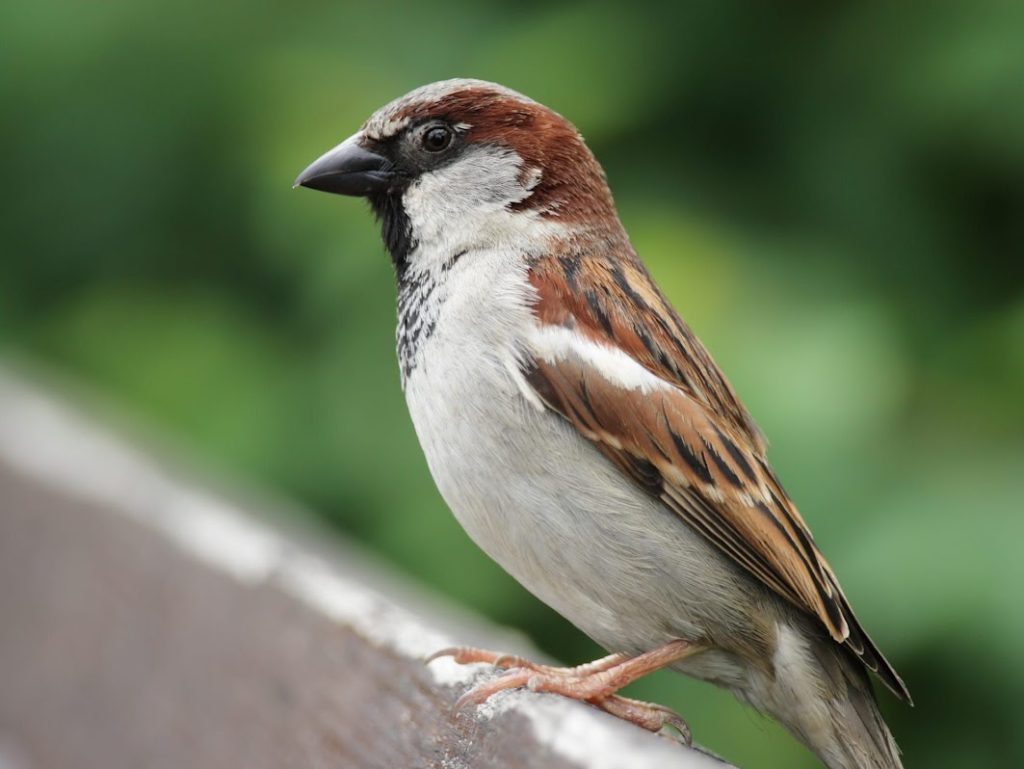 house sparrow