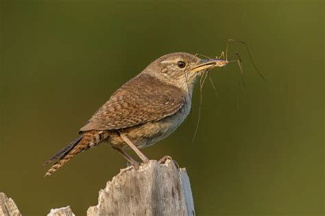 house wren