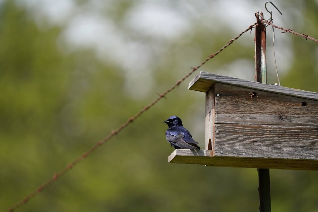 purple martin on nesting box ledge