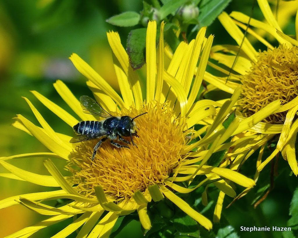 bee on a yellow flower