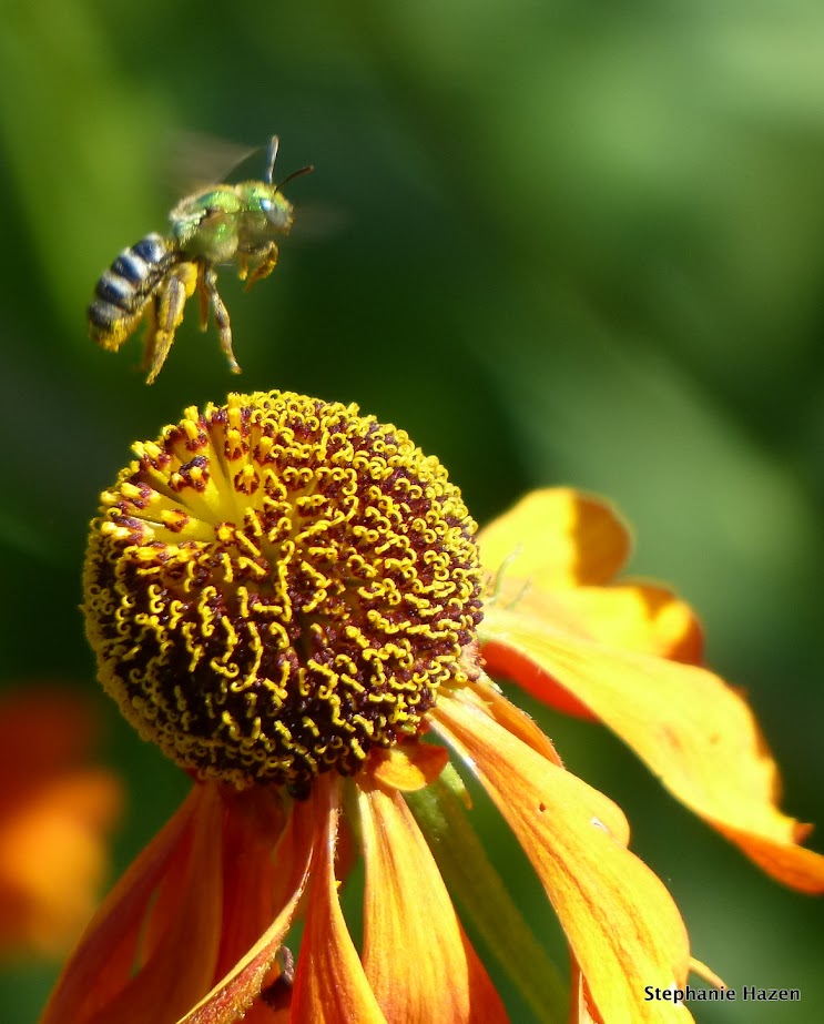 green sweat bee pollinating flower