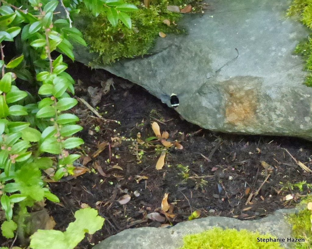 bee flying under rock to nest