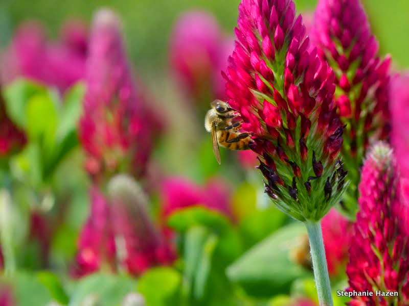 honey bee pollinating red crimson clover
