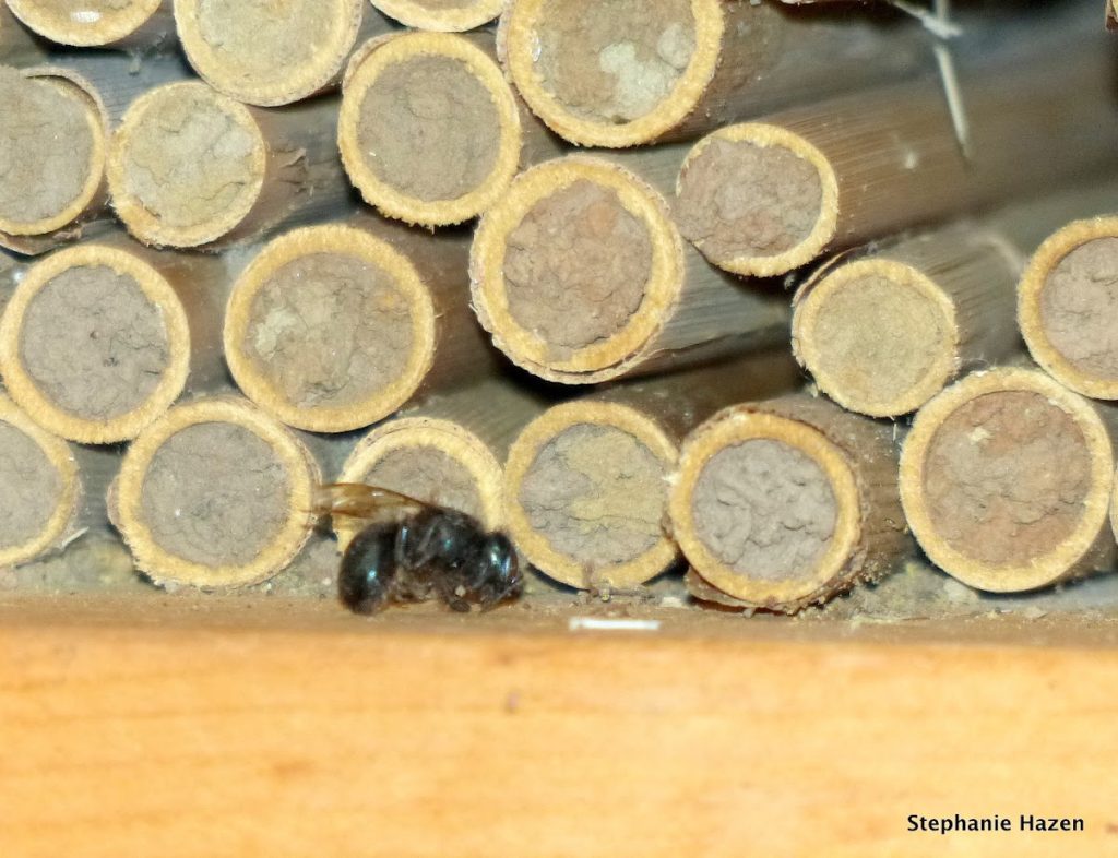 mud filled in wooden straws from mason bees