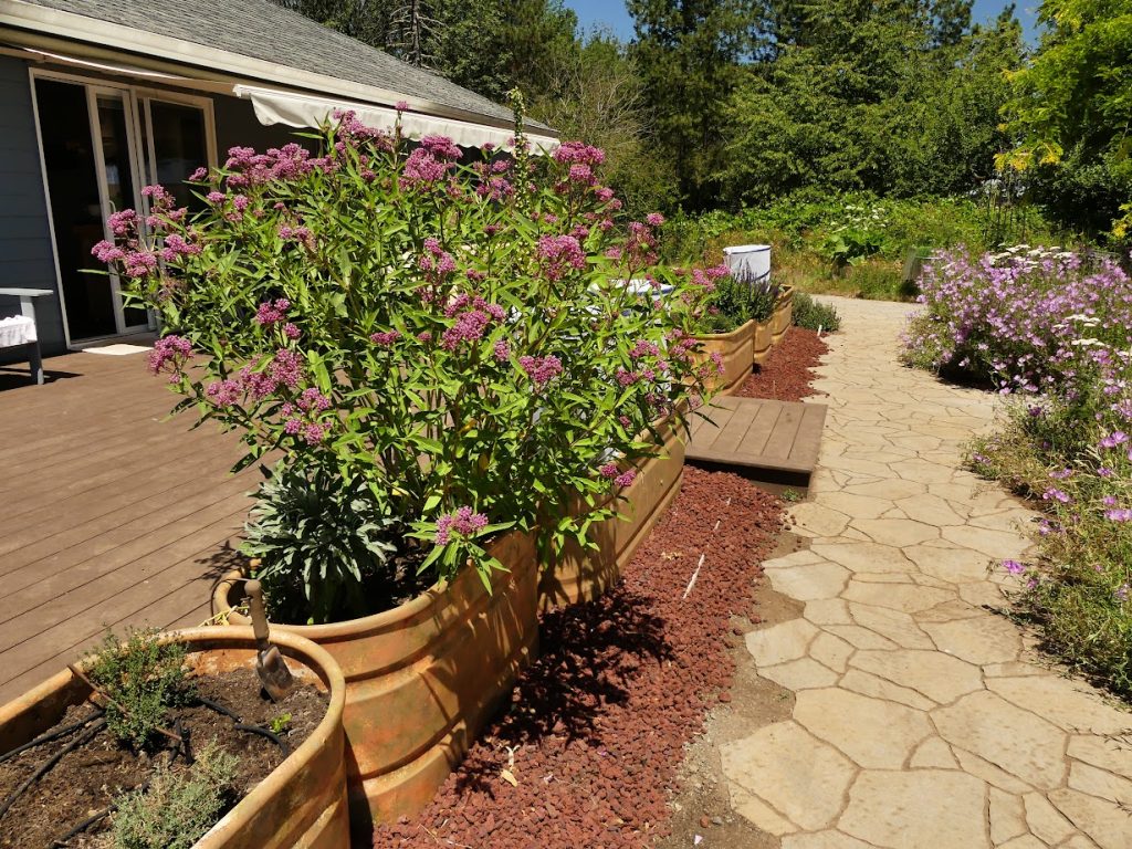 pink showy milkweed flowers in a container garden