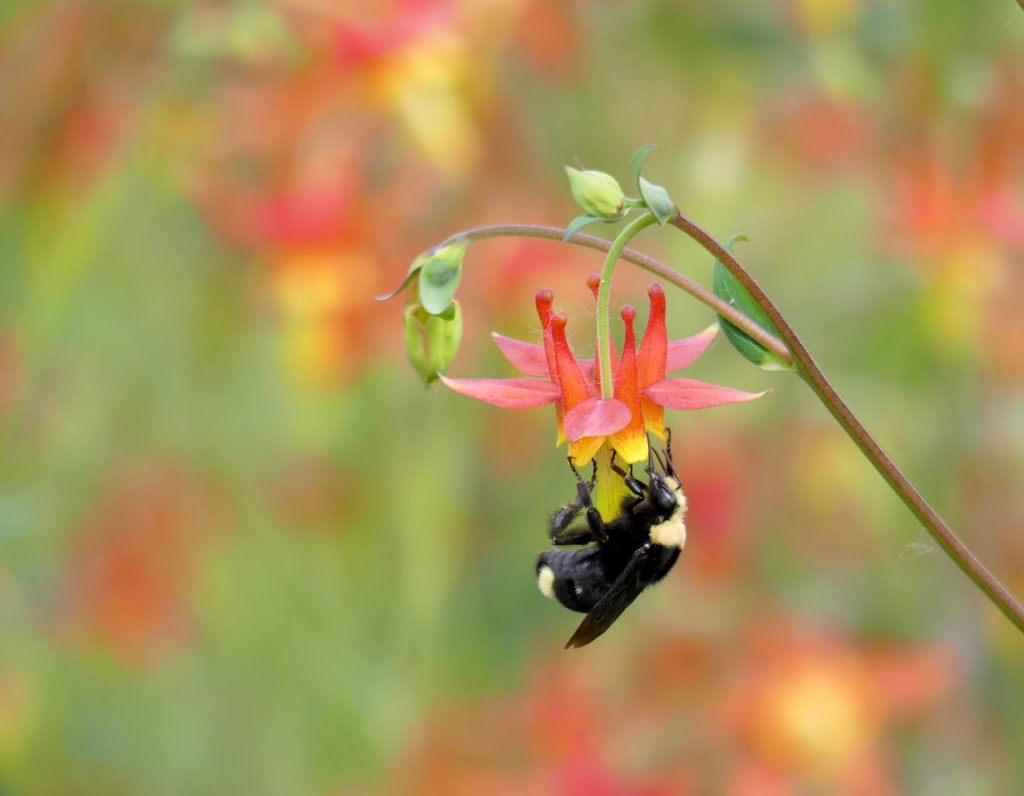 bumblebee pollinating a columbine flower
