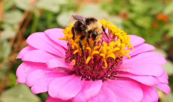 bee pollinating pink flower
