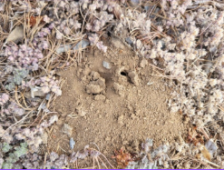 hole in soil from ground nesting bee nest