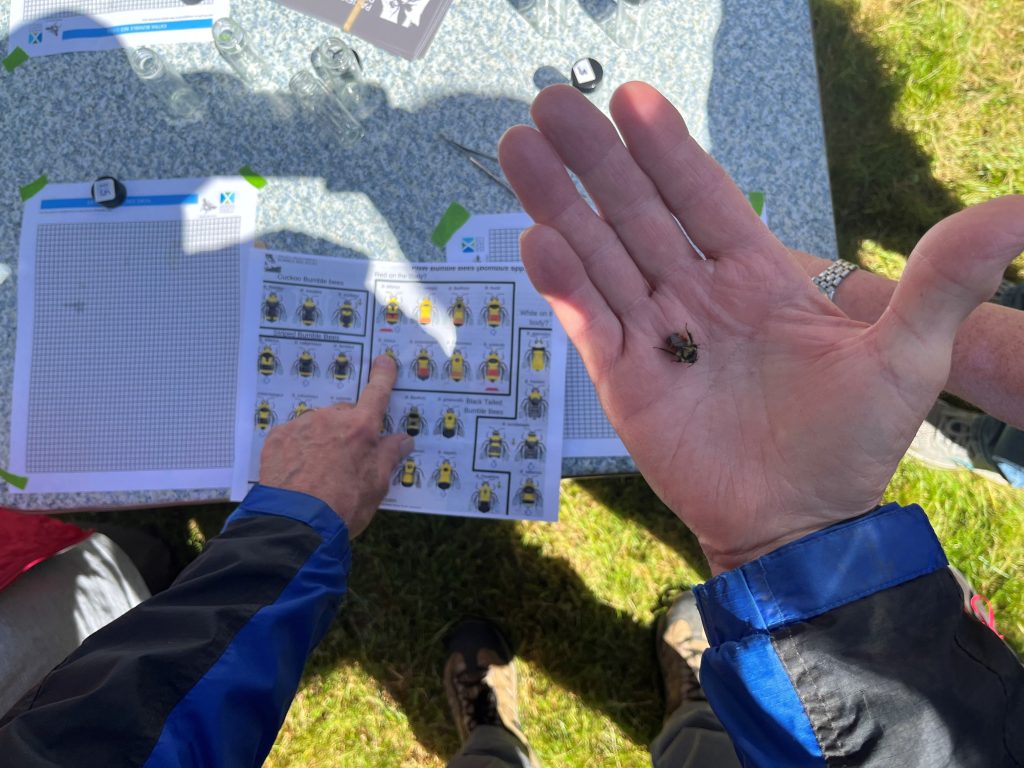 frozen bee in hand with identification chart 